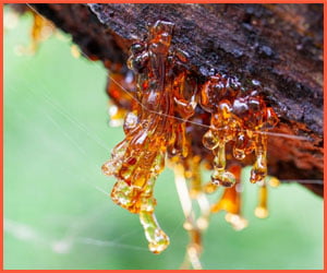 how to clean tree sap off windows